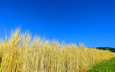 小満とは？意味と旬の食べ物リスト【万物が満ちる季節】 