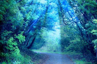 互いに会話し助け合う、゛生きている森゛驚異のネットワーク ...