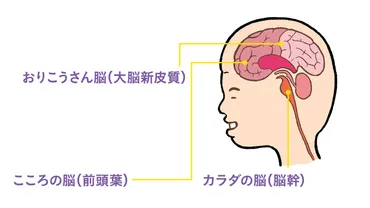 健やかな脳に育てるには? 子どもの脳の正しい育み方【前編】