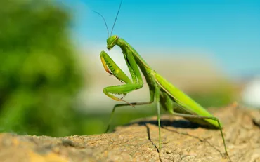 蟷螂の斧」とはどんなことわざ？ 由来・使い方・類語まで一括チェック！ 