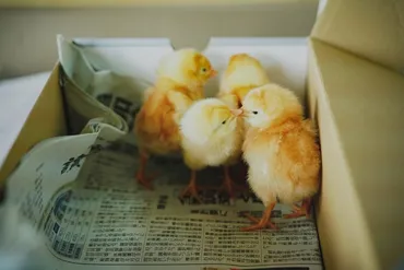 俵万智と家族の物語：歌と自然、そして未来への希望とは？歌人・俵万智が見つめる、家族と生き方