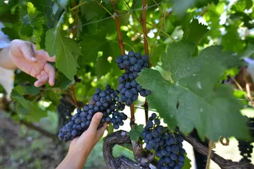 ぶどうに含まれるポリフェノールとは？ポリフェノールの種類と効果についてご紹介 