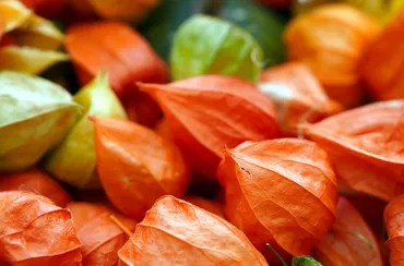 秋を感じる日本の暦：二十四節気と七十二候の世界を探求 (秋、二十四節気、七十二候)秋の訪れを告げる、二十四節気と七十二候の奥深い世界