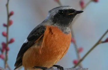 バードウォッチング入門！身近な野鳥観察からタカの渡り、渡り鳥の旅まで (バードウォッチング、野鳥観察、渡り鳥？)野鳥観察の魅力を徹底解説！都会の鳥からタカの渡り、そして渡り鳥の旅へ