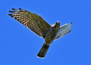 写真散歩:壮観 タカの渡りに歓声 松本・奈川の白樺峠 /長野