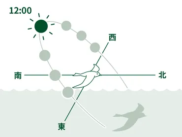 渡（わた）り鳥はなぜ渡る？：鳥のヒミツをときあかせ4