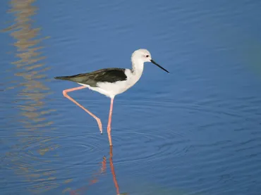 谷津干潟へ、渡り鳥のシギチドリに会いに行こう！ – VANGUARDオフィシャルサイト