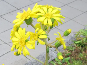 石蕗（ツワブキ）の魅力とは？育て方から食用、レクリエーションまで徹底解説！秋の訪れを告げる、石蕗（ツワブキ）の世界