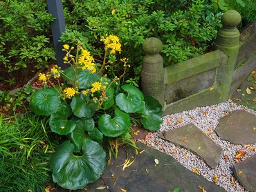 一年中緑が楽しめる「ツワブキ（石蕗）」美しく育てる3つのコツと日当たり・置き場所の正解 