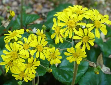 石蕗」の正しい読み方は？ 晩秋から初冬に黄色く咲く花です【脳トレ漢字】 