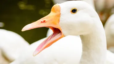 ちゃちゃをいれる」は英語で？