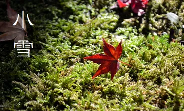小雪ってどんな時期？旬の食材やイベント、和歌の世界を紹介？二十四節気の小雪：自然の変化、旬の食材、イベント情報