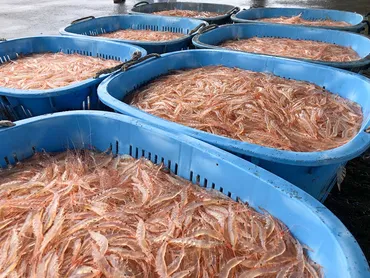 現役漁師のガイド付きの観光漁船、〈富山湾しろえび倶楽部〉の試み 