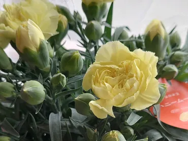 怖い花言葉「死・嘘つき・裏切り・復讐・狂気」の意味をもつ花一覧