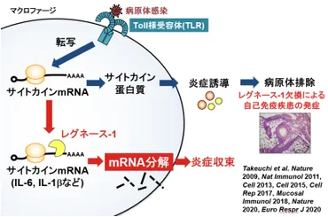 免疫のブレーキ「レグネース