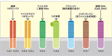 自然免疫の役割を発見