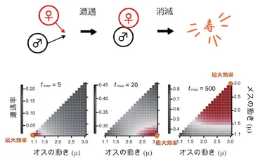 素敵な出会いを応援します – オスとメスが効率よく互いをさがす動き方とは？ 