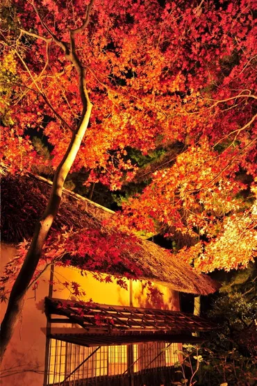 横浜「三溪園」紅葉ライトアップ、゛古建築×紅葉゛の幻想的な庭園を楽しむ 