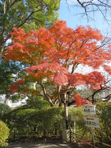 横浜の伊勢山皇大神宮・掃部山公園を歩く』横浜(神奈川県)の旅行記・ブログ by タビガラスさん【フォートラベル】