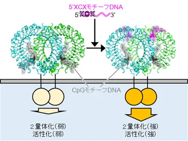 微生物のDNAを感知するタンパク質TLR9、2種類のDNAにより活性化－東大 