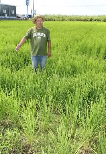 スマート農業の最前線！乾田直播で未来を切り開く挑戦とは？乾田直播の仕組みと、新潟県におけるスマート農業の取り組み