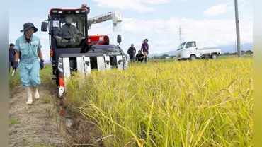 新潟：県「乾田直播」普及へ 収量などデータ収集：地域ニュース : 読売新聞