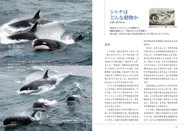 シャチ生態ビジュアル百科 