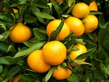 人工知能（AI）で糖度を予測、温州ミカンの栽培管理に役立てる