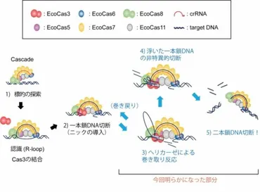 国産ゲノム編集技術CRISPR