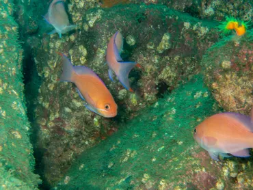 魚は相手の顔を認識することができる？ 最新の研究が明かす＜魚の賢さ＞とは 