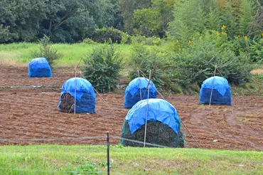 落花生の魅力とは？八街（やちまた）の秋を彩る落花生の秘密に迫る！秋の味覚、落花生と八街の風景
