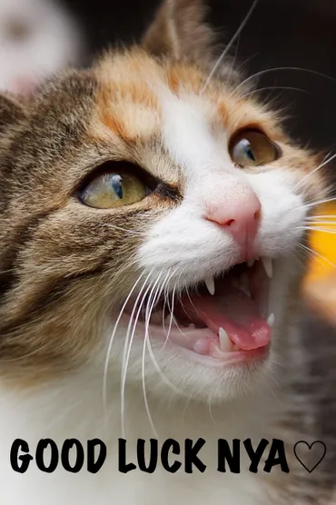 ファイト！はダメ？英語で応援の気持ちを伝える状況別フレーズ集丨Best Teacher Blog