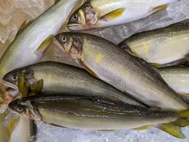 環境DNA分析によってアユの産卵実態の詳細が明らかに－未発見の重要産卵場所を発見 新しい資源保全・管理へ－ 