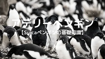 アデリーペンギンは今？気候変動と共存できるか？南極のアイドル、アデリーペンギンの未来