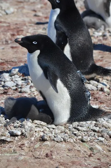 南極沿岸などに海洋生物利用「重要海域」 ペンギンなどの行動追跡 日本含む国際研究チーム 