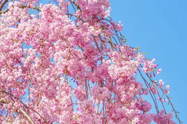 桜(Sakura)を英語で楽しむ！開花、花見、種類と表現方法【2024年最新版】？桜の魅力：英語表現と花見の文化