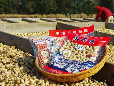 八街落花生の魅力とは？～知れば食べたくなる！落花生の秘密～？落花生の栽培から料理、未来への取り組みまで、八街落花生の全てをご紹介