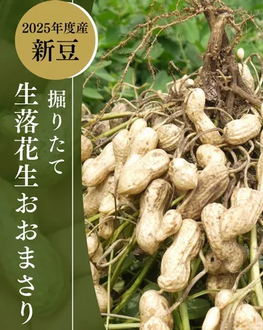 季節限定】掘りたて生落花生おおまさり予約受付開始!