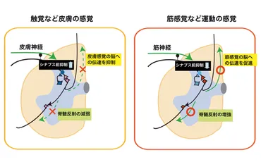 脊髄研究：手の運動制御の秘密とは？脊髄が担う運動制御の最前線