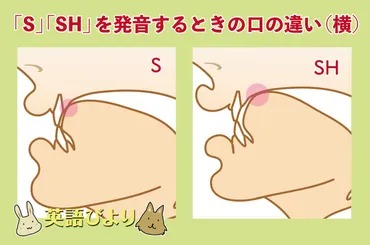 S」と「SH」の違いや練習方法は?「C」は英語で「シー」なの?「スィー」なの? 