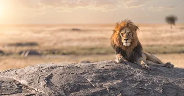 東大生の幼少期を徹底分析！子どもの才能を伸ばす秘訣とは？東大生の幼少期の過ごし方と親の接し方