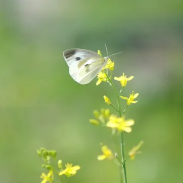 菜虫化蝶 なむしちょうとなる