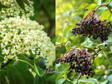 ニワトコとケシキスイ：共生関係の謎に迫る！(？マーク)受粉と食料供給：ニワトコとケシキスイの知られざる関係