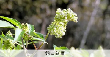 植物と昆虫の共生関係保つ未知の「妥協点」 3万超の小花分析し解明 兵庫県：朝日新聞
