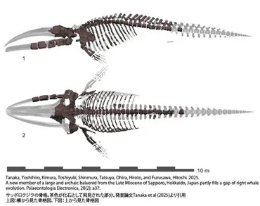 散歩中の医師が発見の化石、新属新種だった！命名「サッポロクジラ」 北海道：朝日新聞
