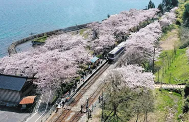 能登さくら駅の魅力とは？桜と列車のコラボレーションが美しい、穴水町の観光スポットをご紹介！のと鉄道全線再開記念！能登さくら駅の桜情報