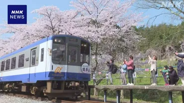 能登さくら駅」桜満開で被災者を和ませる 石川 穴水町 