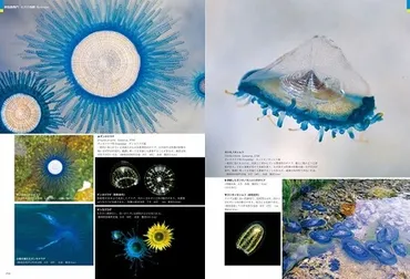 クラゲの世界へようこそ！ 新種発見から図鑑、生態まで！クラゲの魅力とは？新種、図鑑、深海、水中写真家… クラゲの世界の最前線！