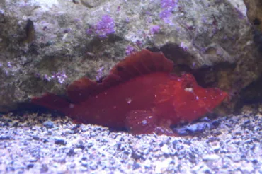 深海650メートルに「炎のクラゲ」 新江ノ島水族館などが日本初記録確認 