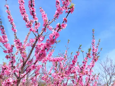 茨城県古河市にある古河公方公園の古河桃まつりに行ってきた話